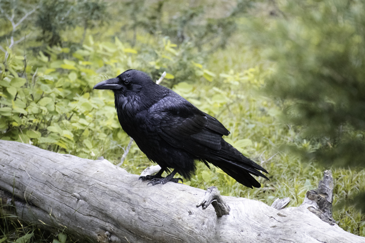 crow